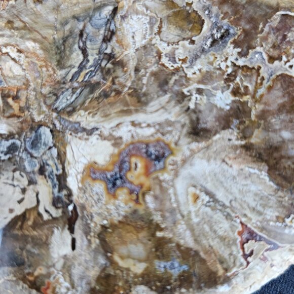 Petrified Wood Slab - Picture 5 of 8